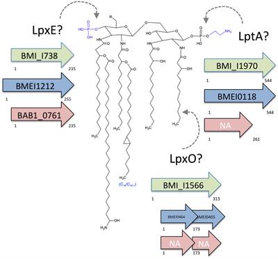 Identification of lptA, lpxE, and lpxO, Three Genes Involved in the Remodeling of Brucella Cell Envelope